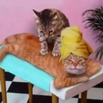 Massagem para o noivo relaxar antes de ver a fatura do cartão